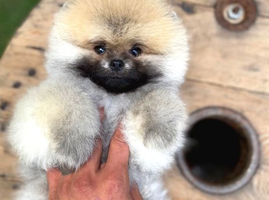 Ruhsatlı Işletmeden Şampiyon Pomeranian Boo görsel