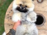 Ruhsatlı Işletmeden Şampiyon Pomeranian Boo