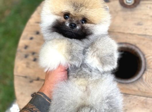 Ruhsatlı Işletmeden Şampiyon Pomeranian Boo görsel