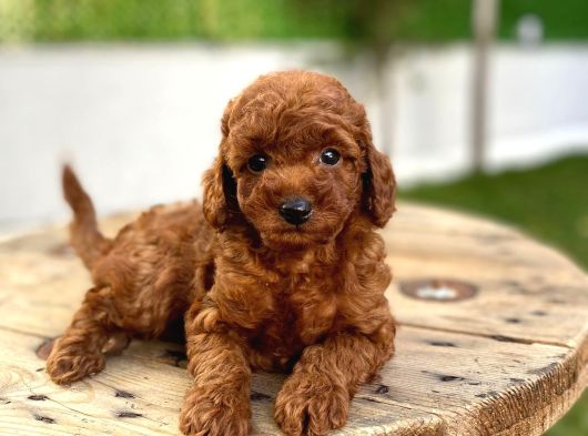 Koyu Kahve Teacup Poodle görsel