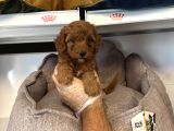Orji̇nal Red Browne Toy Poodle Yavrulari
