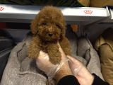 Red Browne Çok Özel Toy Poodle Yavrulari