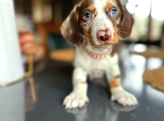 En Özel Renk İle Choco Dapple Dacshund Sosi̇s Yavrumuz görsel