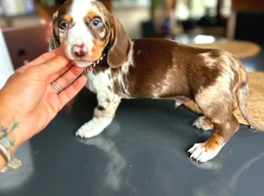 En Özel Renk İle Choco Dapple Dacshund Sosi̇s Yavrumuz görsel