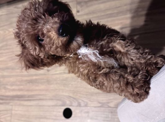Poodle Bella görsel