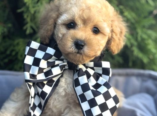 Tatliş Malti̇poo Bebekler görsel