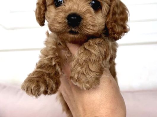 Red Malti̇poo Bebekler görsel