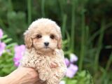 Özel Malti̇poo Bebekler