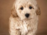 SAFKAN MALTİPOO BEBEKLERİMİZ