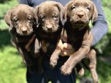 Çikolata siyah ve krem şampanya labrador yavrularımız