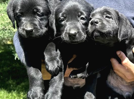 Çikolata Siyah Ve Krem Şampanya Labrador Yavrularımız görsel