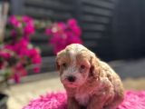 Dünya Tatlısı Maltipoo