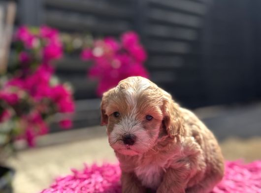 Dünya Tatlısı Maltipoo görsel