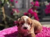 Dünya Tatlısı Maltipoo