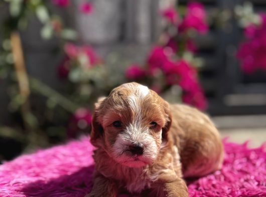 Dünya Tatlısı Maltipoo görsel
