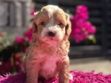 Dünya Tatlısı Maltipoo