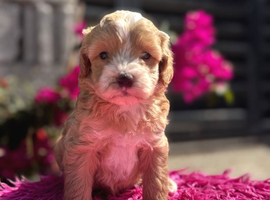 Dünya Tatlısı Maltipoo görsel