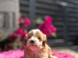 Dünya Tatlısı Maltipoo