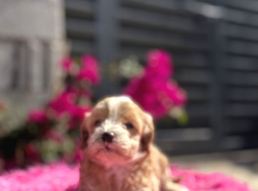 Dünya Tatlısı Maltipoo görsel
