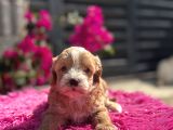 Dünya Tatlısı Maltipoo