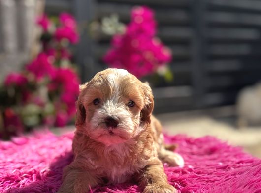 Dünya Tatlısı Maltipoo görsel