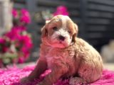 Dünya Tatlısı Maltipoo