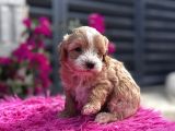 Dünya Tatlısı Maltipoo