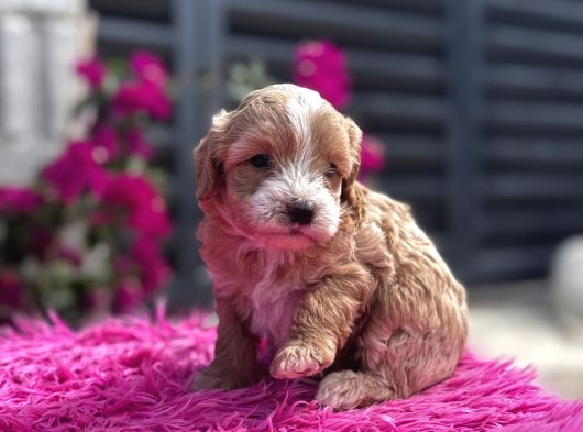 Dünya Tatlısı Maltipoo görsel