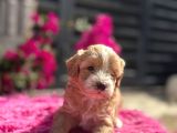 Dünya Tatlısı Maltipoo