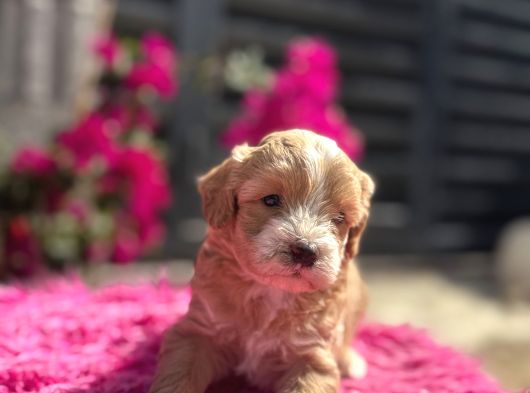 Dünya Tatlısı Maltipoo görsel