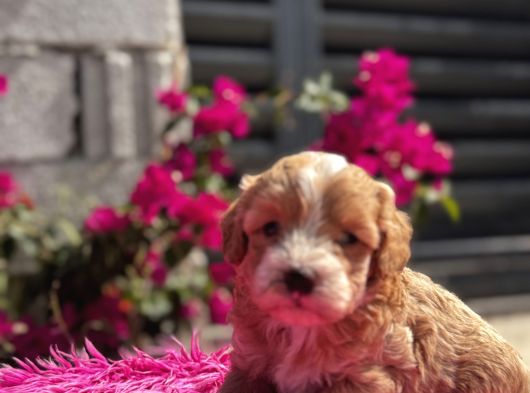 Dünya Tatlısı Maltipoo