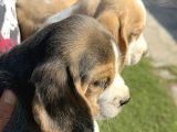 İki Renk Ve Üç Renk Beagle Yavrularımız