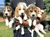 İki Renk Ve Üç Renk Beagle Yavrularımız