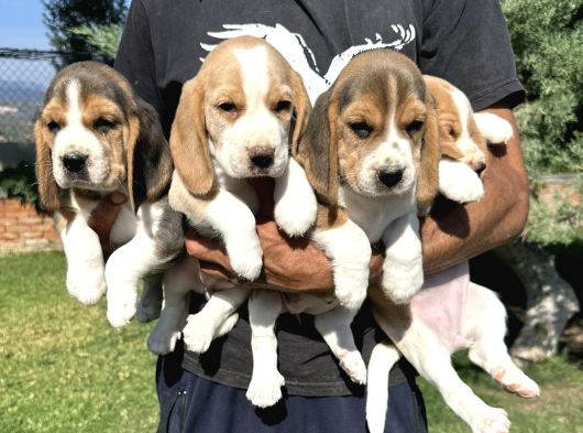 İki Renk Ve Üç Renk Beagle Yavrularımız görsel