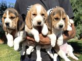 İki Renk Ve Üç Renk Beagle Yavrularımız