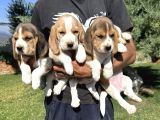 İki Renk Ve Üç Renk Beagle Yavrularımız