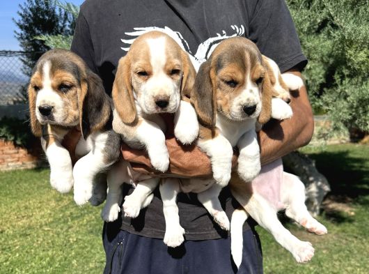 İki Renk Ve Üç Renk Beagle Yavrularımız görsel