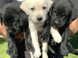 Labrador retriever yavrularımız