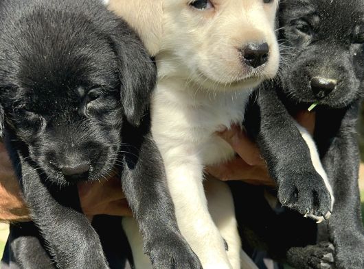 Labrador Retriever Yavrularımız görsel