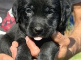 Labrador Retriever Yavrularımız