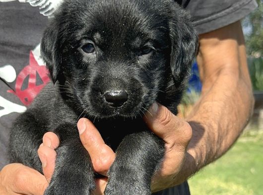 Labrador Retriever Yavrularımız görsel