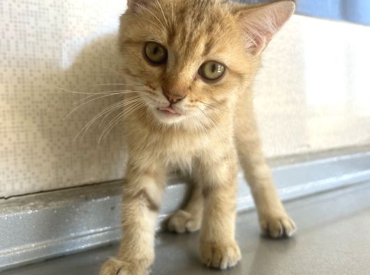 Scottish Shorthair Erkek Yavru 3 Aylık görsel