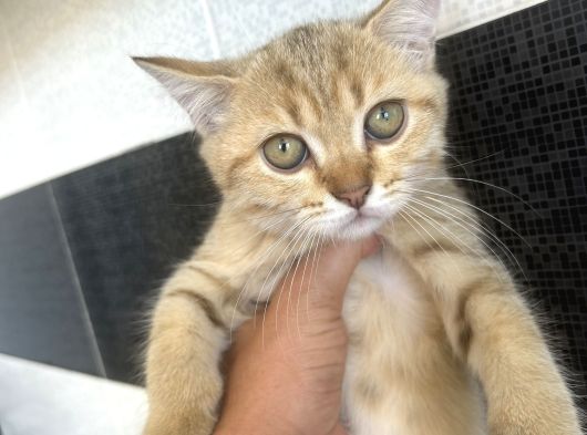 Scottish Shorthair Erkek Yavru 3 Aylık