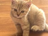 Scottish Shorthair Erkek Yavru 3 Aylık