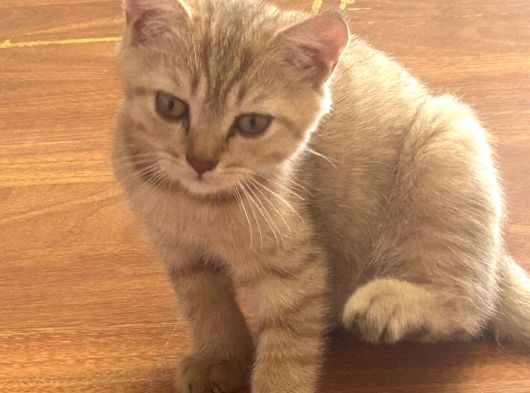 Scottish Shorthair Erkek Yavru 3 Aylık görsel