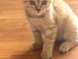 Scottish Shorthair Erkek Yavru 3 Aylık