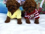 Toy Poodle Irkının En Güzelleri