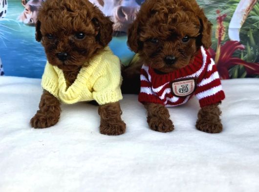 Toy Poodle Irkının En Güzelleri