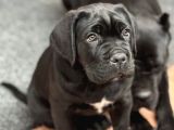 Dev cane corso yavrular