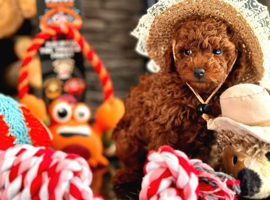 Oyuncu Ve Cana Yakın Poodle Yavrular görsel